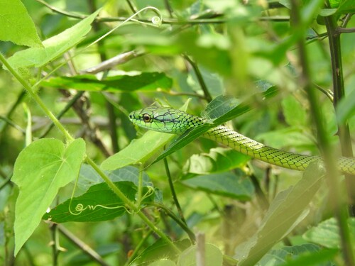 Southern Green Parrot Snake