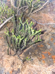 Dolichothrix ericoides