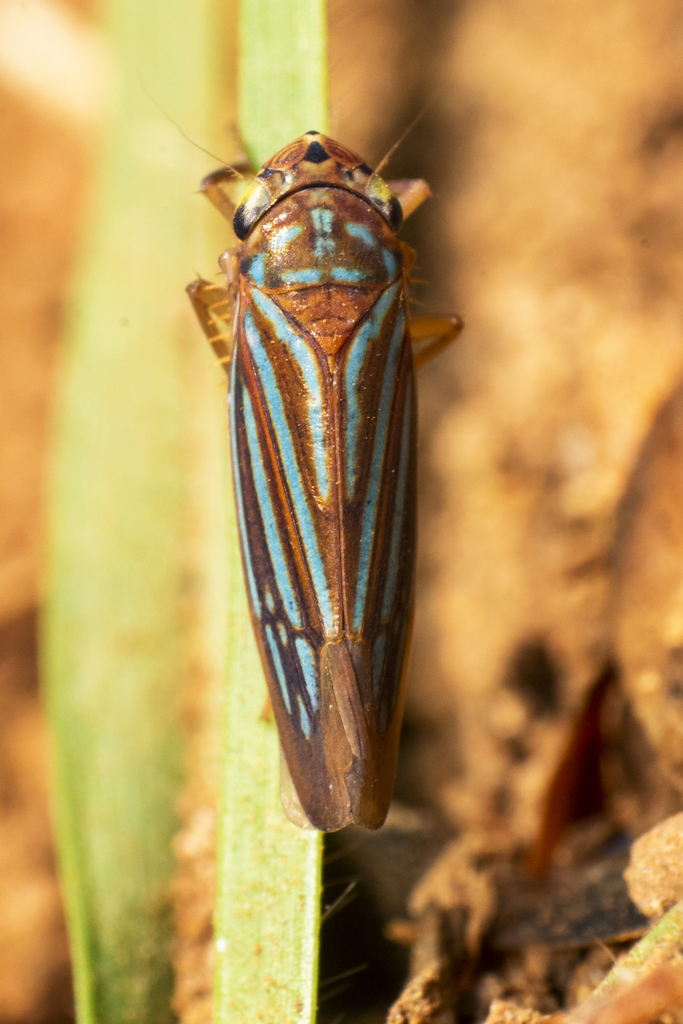 Chlorogonalia losoplanensis