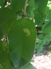 Aulagromyza luteoscutellata