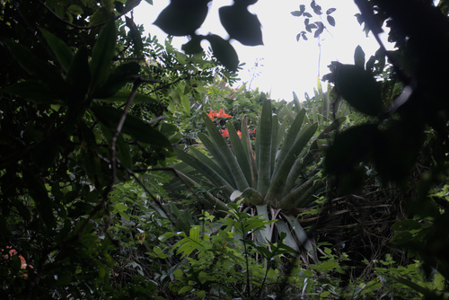 Alcantarea glaziouana, photograph 6
