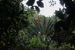 Alcantarea glaziouana, photograph filipeprates, CC0, iNaturalist via GBIF