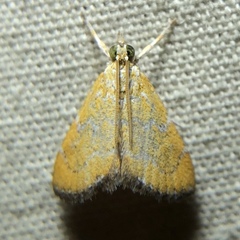 Xanthophysa psychicalis