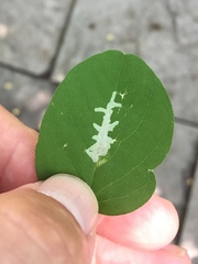 Parectopa robiniella