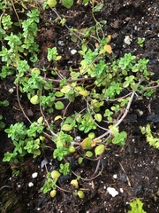 Thymus × citriodorus