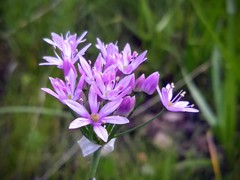 Amerallium
