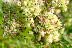 Arctopus echinatus
