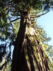 Calocedrus decurrens