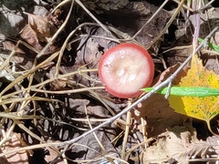 Russula betularum