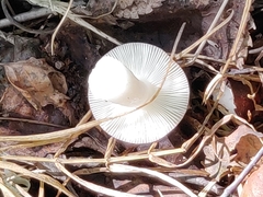 Russula betularum