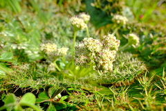 Arctopus echinatus