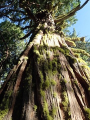 Calocedrus decurrens