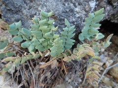 Pellaea bridgesii image
