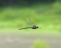 Somatochlora tenebrosa