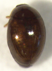 Orthoperus atomarius