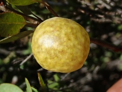 Andricus vacciniifoliae