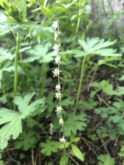 Ozomelis stauropetala