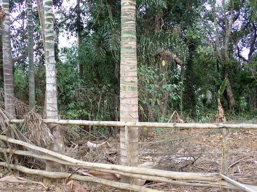 Image of Dypsis madagascariensis by (c) Louis Aureglia, some rights reserved (CC BY)