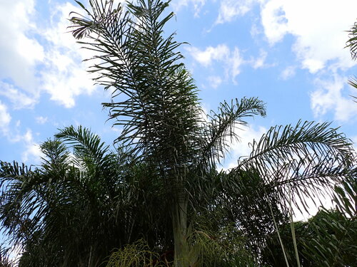 Image of Dypsis madagascariensis by (c) Louis Aureglia, some rights reserved (CC BY)
