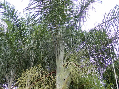 Image of Dypsis madagascariensis by (c) Louis Aureglia, some rights reserved (CC BY)