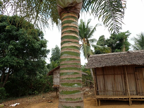 Image of Dypsis madagascariensis by (c) Louis Aureglia, some rights reserved (CC BY)