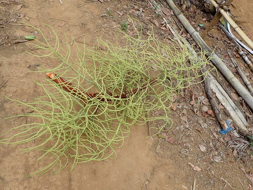 Image of Dypsis madagascariensis by (c) Louis Aureglia, some rights reserved (CC BY)