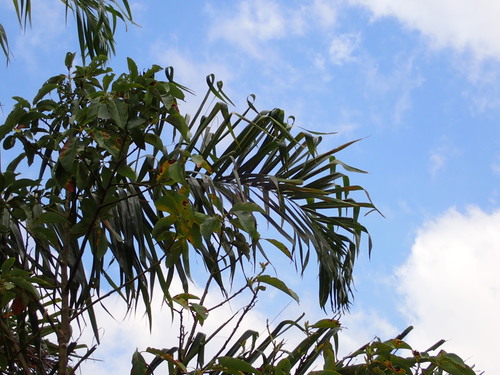 Image of Dypsis madagascariensis by (c) Louis Aureglia, some rights reserved (CC BY)