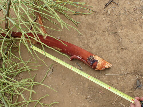 Image of Dypsis madagascariensis by (c) Louis Aureglia, some rights reserved (CC BY)