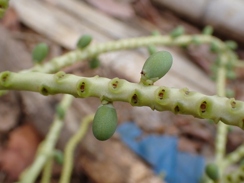 Image of Dypsis madagascariensis by (c) Louis Aureglia, some rights reserved (CC BY)