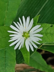 Stellaria radians