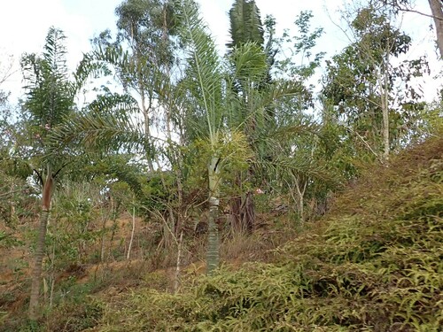 Image of Dypsis madagascariensis by (c) Louis Aureglia, some rights reserved (CC BY)