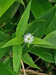 Stellaria radians