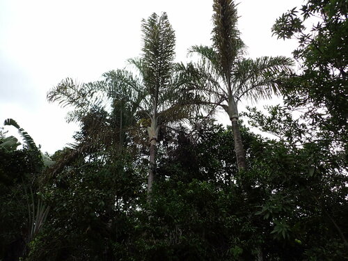 Madagascar bamboo palm (Dypsis madagascariensis)