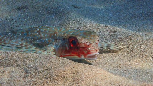 Flying Gurnard