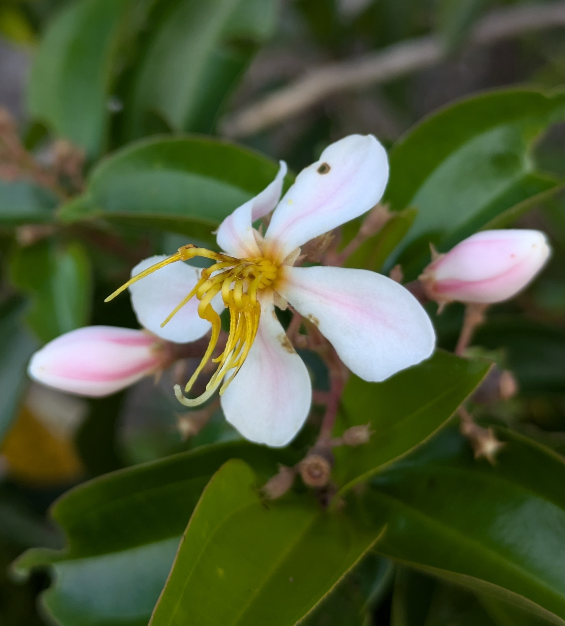 Miconia melinonis