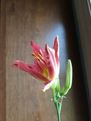 Hemerocallis fulva