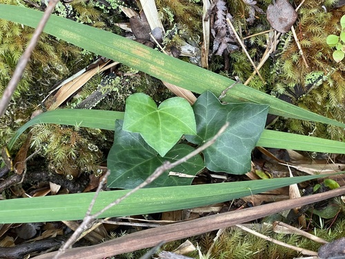 Hedera helix, 2024-11-22