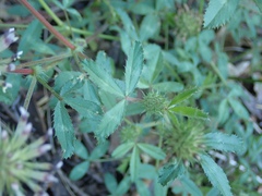 Trifolium obtusiflorum