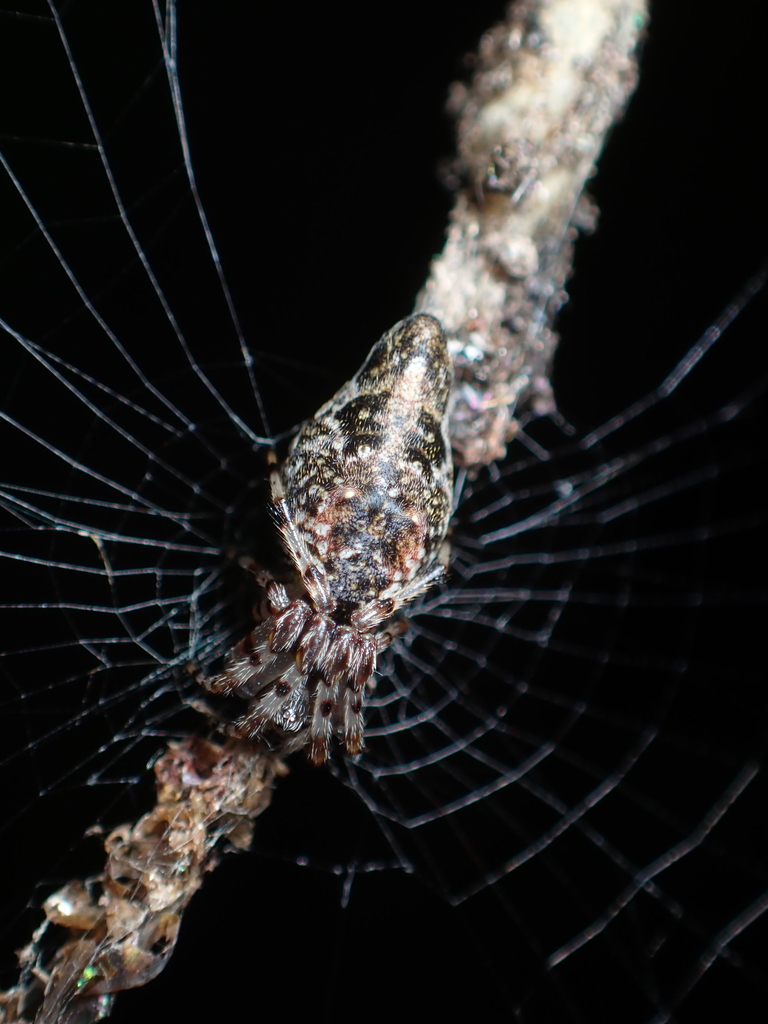 Cyclosa litoralis