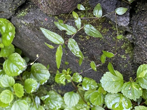 Gibasis pellucida observed 2024-11-23