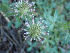 Trifolium obtusiflorum
