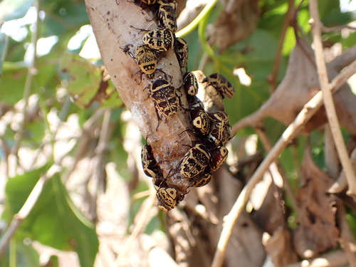 Euryomia argentea