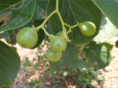 Assyrian Plum