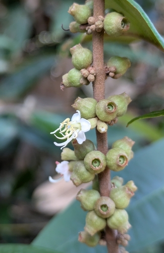 Miconia aplostachya