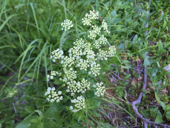 Ligusticum canbyi