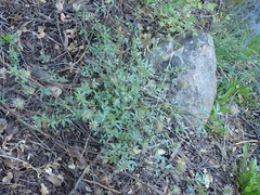 Trifolium obtusiflorum