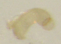 Orthoperus atomarius