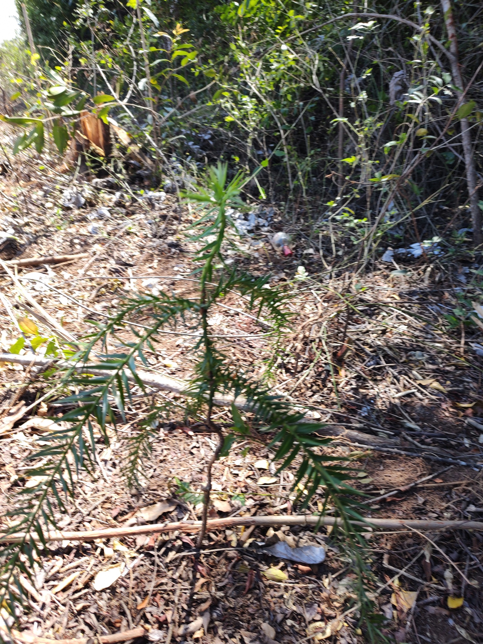 Araucaria angustifolia