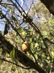 Catunaregam taylorii