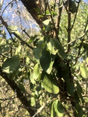 Catunaregam taylorii